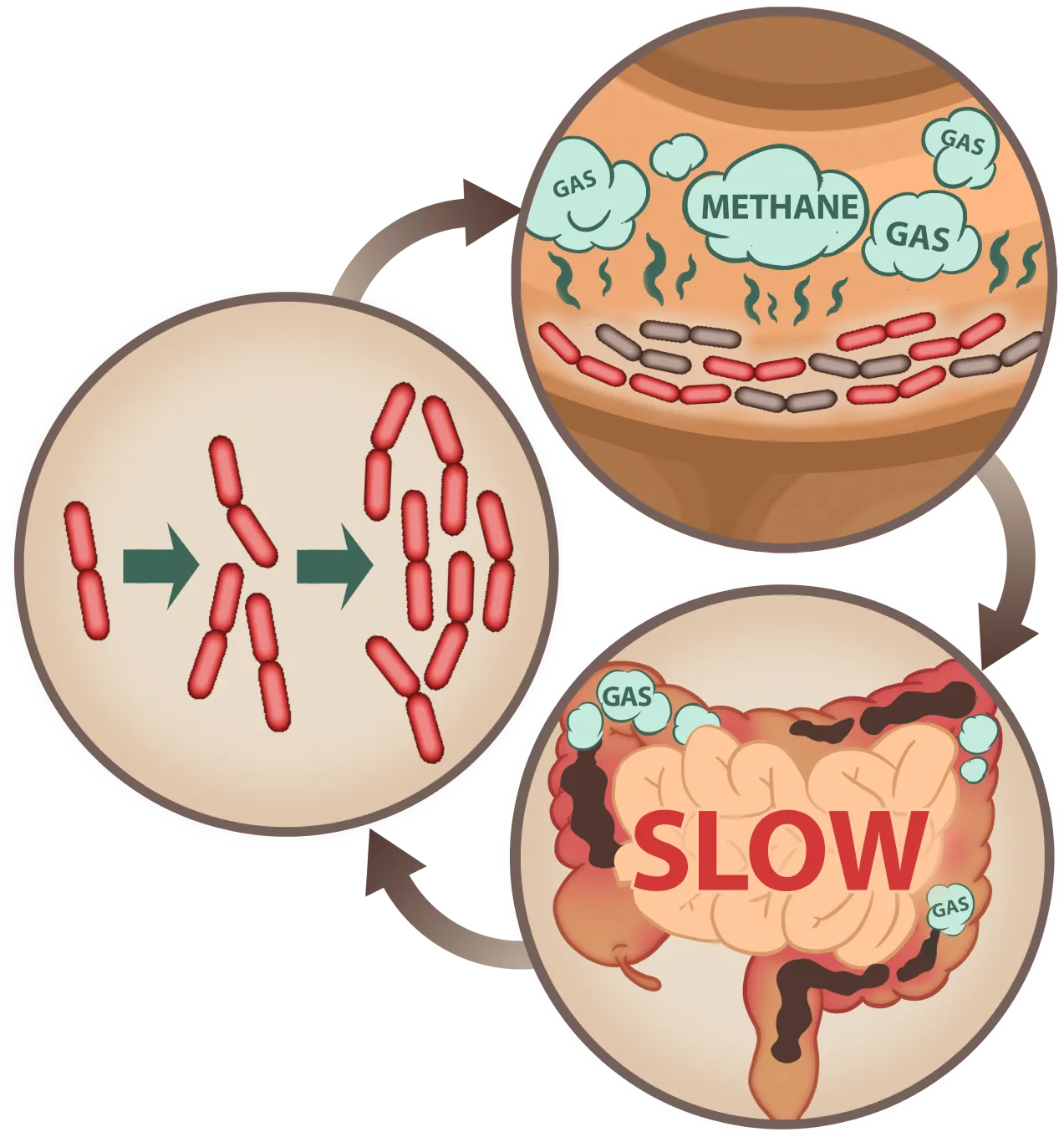 EmmaRelef slows methane gas production for better digestion