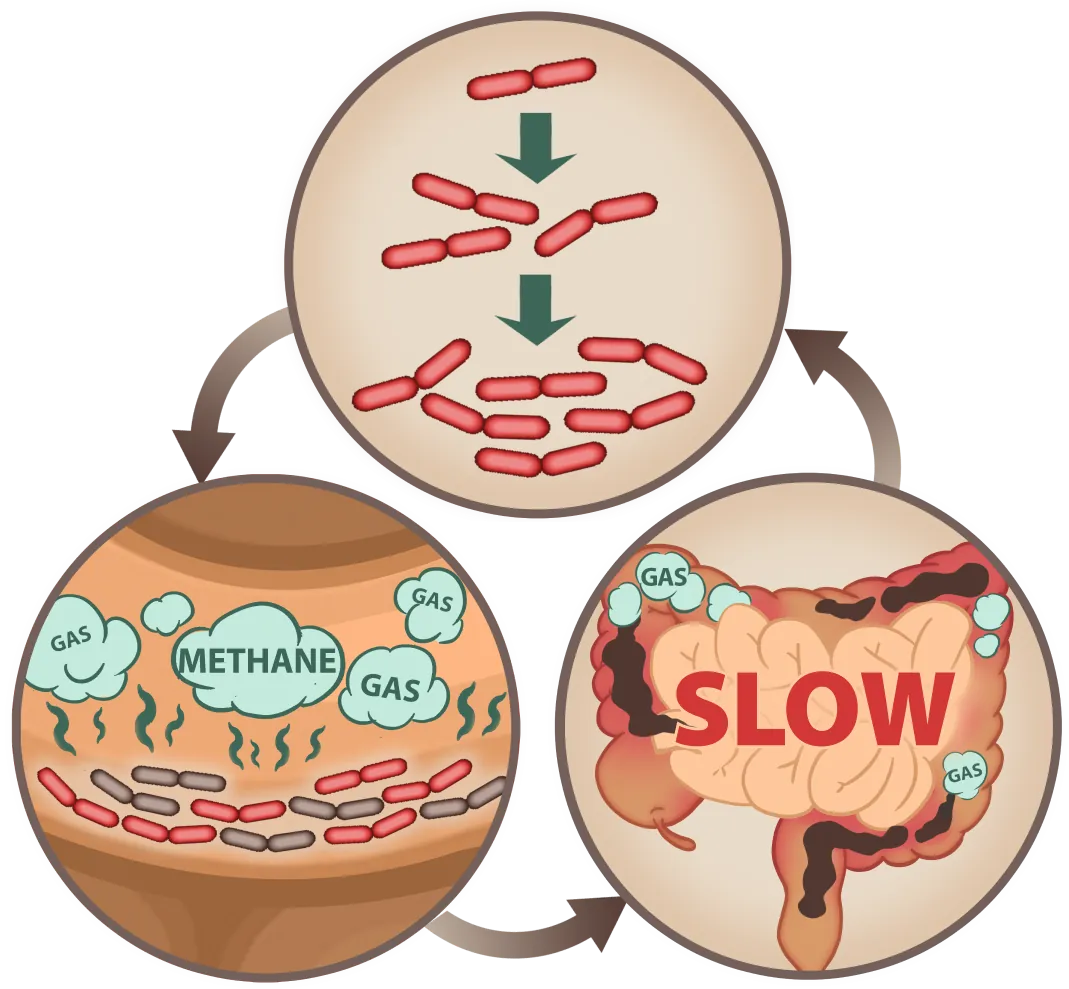 EmmaRelef digestive process mobile illustration