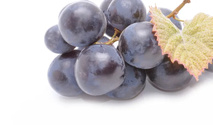 Resveratrol – EmmaRelef antioxidant gut support ingredient