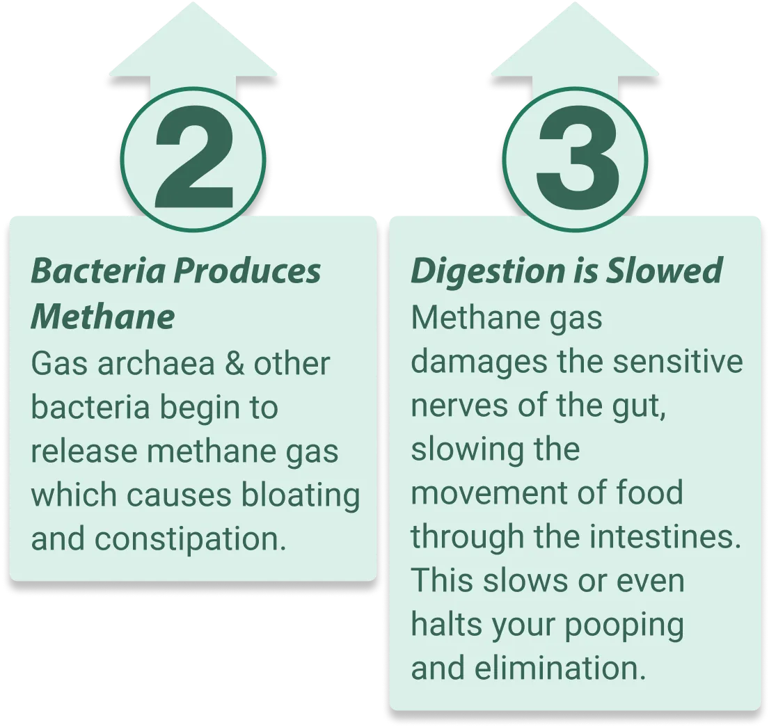 EmmaRelef supports healthy gut microbiome balance