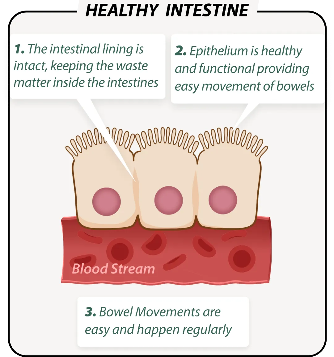 Healthy gut with EmmaRelef – balanced microbiome illustration